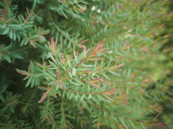 Close-up of pine tree leaves