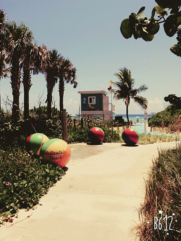 PALM TREES IN LAWN