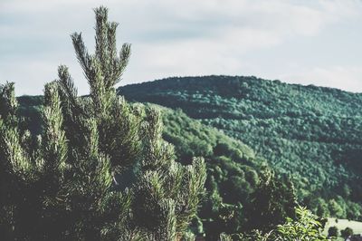 Low angle view of tree against sky