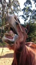 Close-up of horse