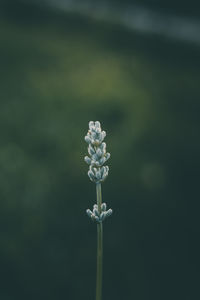 Close-up of white flowering plant