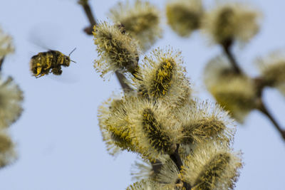 Low angle view of insect on tree against sky