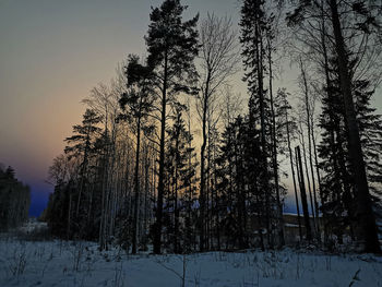 Trees in forest against sky during winter