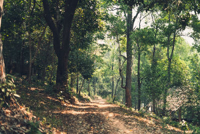 Dirt road amidst trees in forest