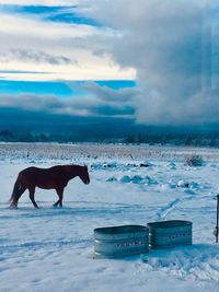 View of a dog on snow covered land