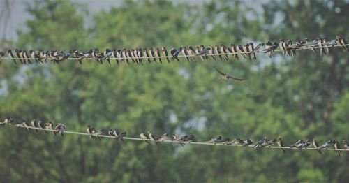 Close-up of birds perching on clotheslines