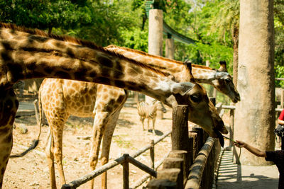 View of horse in zoo