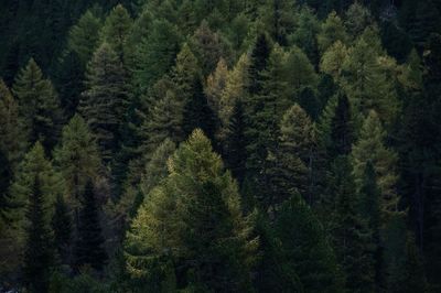 Mystic swiss forest in the mountains, ideal for background or wallpaper.