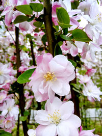 Close-up of pink flowers