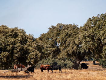 Horses on a field