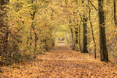 Leaves amidst trees on walkway at forest during autumn