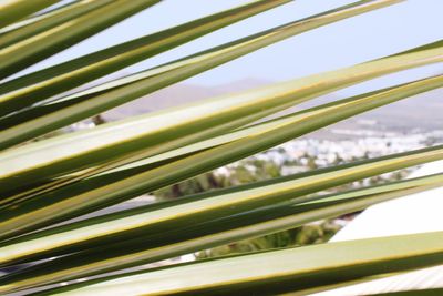 Close-up of palm tree