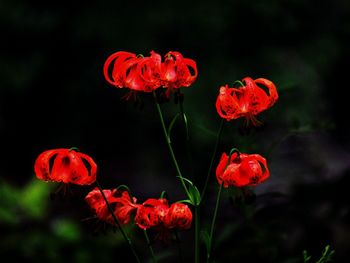 Close-up of red poppy flower