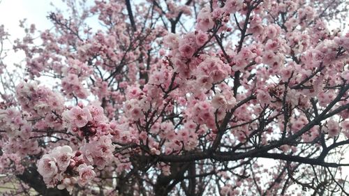 Low angle view of cherry blossom