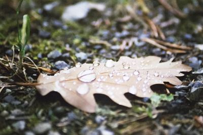 Close-up of raindrops on leaf