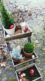 High angle view of plants