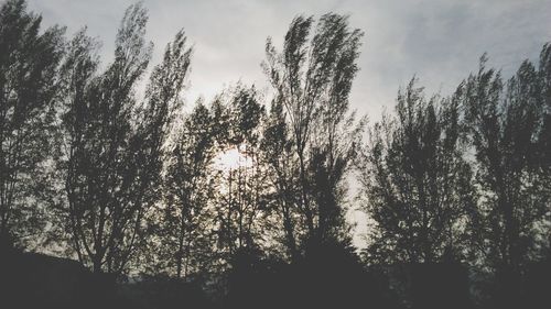 Low angle view of trees against sky