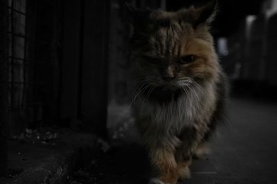 Cat looking away while standing on street