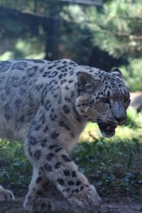 Close-up of a cat