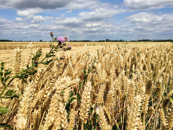 Scenic view of agricultural field against sky