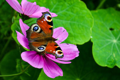 Close-up of butterfly pollinating on purple flower