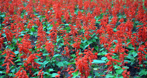 Full frame shot of red flowering plants on field