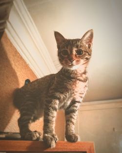 Portrait of kitten sitting