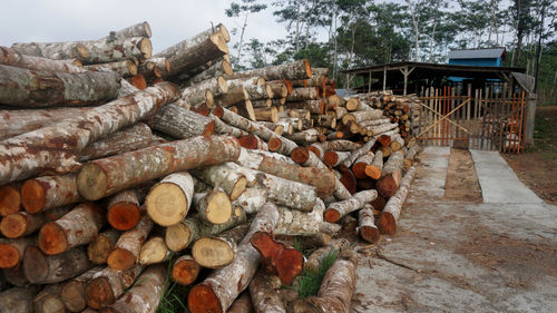 Stack of logs in forest