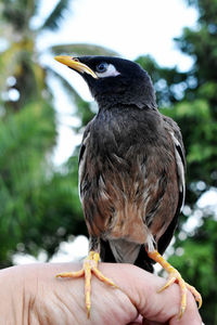 Close-up of hand holding bird