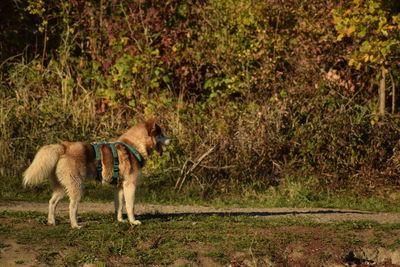View of a dog walking on land