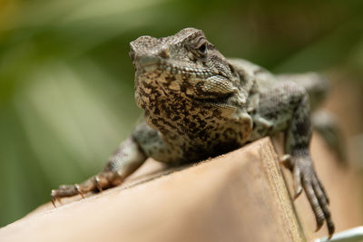 Close-up of lizard on tree