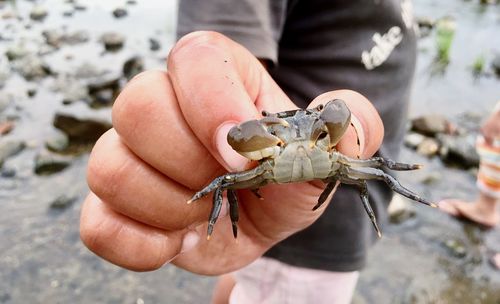 Small crab from the small boy