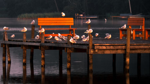 Birds perching on railing against lake