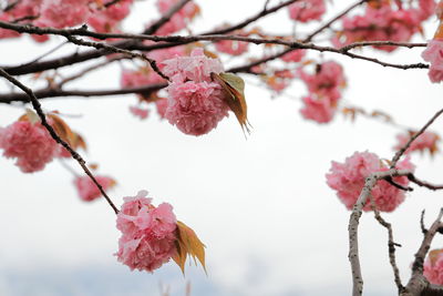 Close-up of pink cherry blossom