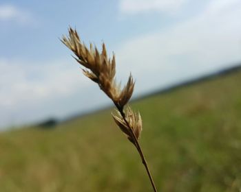 Close-up of grass growing in field