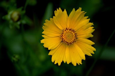 Close-up of yellow flower