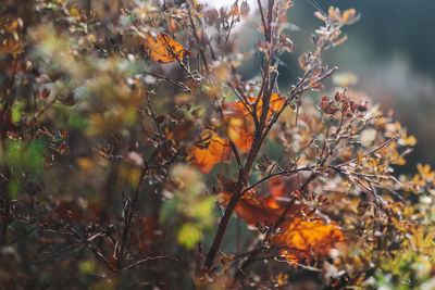 Close-up of maple leaves on tree during autumn