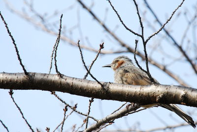 Low angle view of bird perching on branch