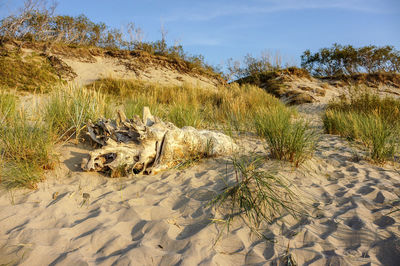 Scenic view of sand on beach against sky