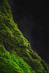 Close-up of moss on tree trunk