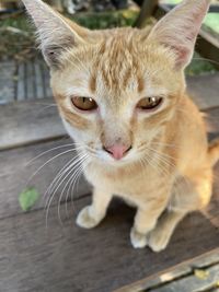 Close-up portrait of ginger cat on wood