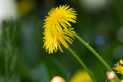 Close-up of yellow flowering plant