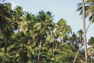 Low angle view of palm trees against sky