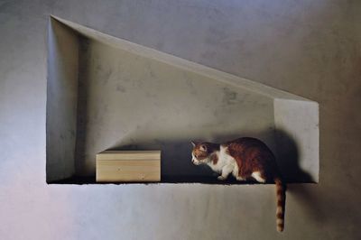 Close-up of cat sitting on floor