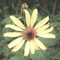 Close-up of flower