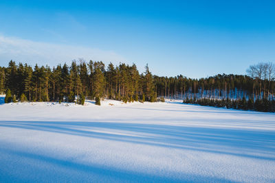 Pine trees in forest against sky during winter