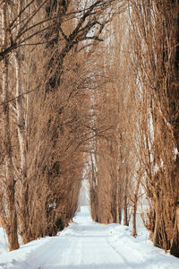 Snow covered road amidst trees