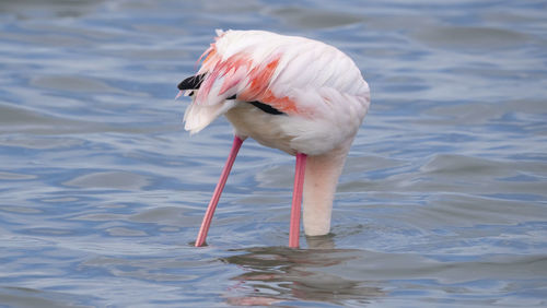 Close-up of a bird in water