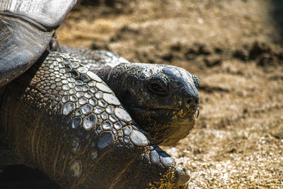 Close-up of tortoise