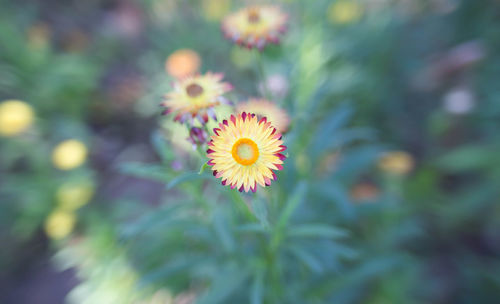 Close-up of flower against blurred background